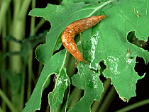 Grey field or garden slug (Deroceras reticulatum) with slime trail and damage feeding on an oilseed rape (Brassica napus) leaf