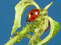 Seven spot ladybird (Coccinella septempunctata) preying on apple aphids (Aphis pomi) on a young apple shoot