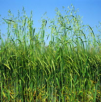 Wild oats (Avena fatua) annual arable grass weed flowering spikes in barley crop in green ear