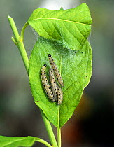 Orchard ermine moth (Yponomeuta padella) caterpillars among webbing on spindle tree (Euonymus sp.) leaves