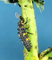 Seven spot ladybird (Coccinella septempunctata) larva feeding on black bean aphid (Aphis fabae)