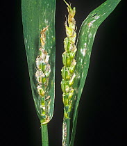 Powdery mildew (Blumeria graminis) fungal disease on an aborted ear and flagleaf on wheat plant ears