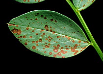 Chocolate spot (Botrytis fabae) early symptoms of discreet necrotic loesions on the leaf of a field bean (Vicia faba)