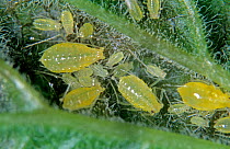 Red currant blister aphid (Cryptomyzus ribis) infestation on the underside of a currant (Ribes sp.), Devon