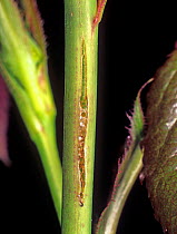 Variable or large rose sawfly (Arge pagana) scar in the young stem of a rose where the adult has laid her eggs, Devon, March