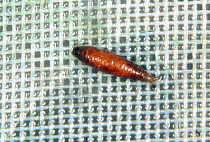 Shore fly or fungus fly (Scatella stagnalis) pupa on glasshouse mesh. Shore flies contaminate lettuce crops