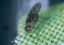 Shore fly or fungus fly (Scatella stagnalis) adult on glasshouse mesh. Shore flies contaminate lettuce crops