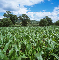 Young maize or corn (Zea mays) crop foraged for silage for livestock feed on bright summer day, Devon, July