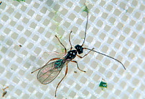 Female parasitoid wasp (Aphaereta debilitata) a parasite of shore fly larvae, a pest in lettuce crops