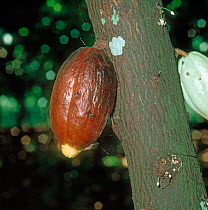 Black pod or fruit rot (Phytophthora palmivora) infected cocoa pod on the bush, Malaysia, February