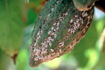 Cocoa or coffee mealybug (Planococcus lilacinus) infestation on mature unripe green cocoa (Theobroma cacao) pods, Malaysia, February