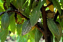 Cocoa or coffee mealybug (Planococcus lilacinus) infestation on mature unripe green cocoa (Theobroma cacao) pods, Malaysia, February