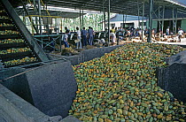 Harvested pods of cocoa (Theobroma cacao) in factory being passed on the conveyor for shelling, Mindanao, Philippines, February