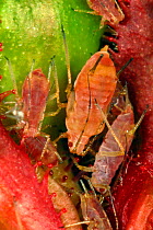 Photomicrograph of pink/red rose aphids (Macrosiphum rosae) on a rose bud (Danse du feu) adult and juvenile pests