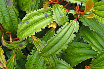 Notching damage caused by vine weevils (Otiorhynchus sulcatus) to the edges of Viburnum davidii leaves, Devon, April