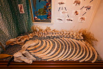 The skeleton of an extinct Steller&#39;s Sea Cow (Hydrodamalis gigas), on display in the small museum at Nikolskoye, Bering Island, Commander Islands (aka Komandorski Islands), Russia