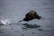 Pelagic cormorant (Phalacrocorax pelagicus) flies from the water after catching a tiny fish, in the Bering Sea near Medny Island in the Commander Islands, Russia.