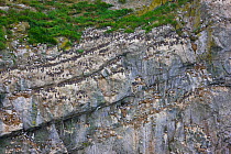 Seabird colony on Verkhoturova Island in the Bering Sea, Russia. Nesting species include common and Brunnich&#39;s guillemots (Uria aalge and Uria lomvia arra -- also known as the common murre and thi...