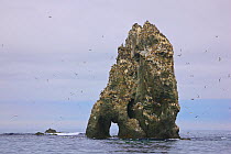 Seabird colony on off-shore rocks in the Bering Sea near Verkhoturova Island, Russia. The nesting species include common and Brunnich&#39;s guillemots (Uria aalge and Uria lomvia arra -- also known as...