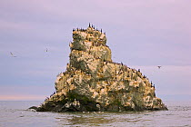 Seabird colony on off-shore rocks in the Bering Sea near Verkhoturova Island, Russia. The nesting species include common and Brunnich&#39;s guillemots (Uria aalge and Uria lomvia arra -- also known as...