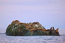 Steller sea lions (Eumetopias jubatus) resting on off-shore rocks in the Bering Sea near Verkhoturova Island, Russia.
