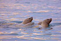 Steller sea lions (Eumetopias jubatus) swimming in the Bering Sea near Verkhoturova Island, Russia.