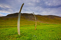 Whale bones arranged by indigenous people at the ancient Chukchi site currently known as &#39;Whalebone Alley&#39; on Yttygran Island in the Bering Sea, Chukotka, Russia.