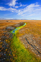 Arctic tundra with frost-wedging features caused by repeated freeze-thaw processes in rocky soil, and surface water accumulation from melting permafrost. Wrangel Island, Siberian Arctic, Chukchi Sea,...