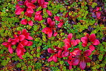 Low-growing plants on the tundra, including crowberry (Empetrum nigrum), alpine bearberry (Arctous alpina), one-sided wintergreen (Orthilla secunda), and Lapland Cornel (Chamaepericlymenum suecicum),...