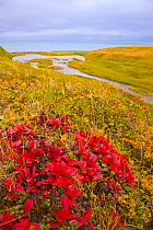 Low-growing plants on the tundra, including crowberry (Empetrum nigrum), alpine bearberry (Arctous alpina), one-sided wintergreen (Orthilla secunda), and Lapland Cornel (Chamaepericlymenum suecicum) i...