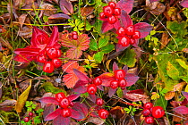 Low-growing plants on the tundra, including Cowberry (Empetrum nigrum), Alpine bearberry (Arctous alpina), One-sided wintergreen (Orthilla secunda), and Lapland Cornel (Chamaepericlymenum suecicum), i...