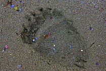 Hind paw print of Kamchatka brown bear (Ursus actos) in sand, Bukhta Natalia, Koryaksky Nature Reserve, Kamchatka Peninsula, Russia.