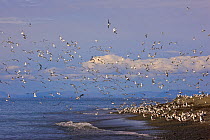 Slaty-backed gulls (Larus schistisagus) and Black-legged kittiwakes (Rissa tridactyla) on the shore of Verkhoturova Island, Koryaksky Nature Reserve, Bering Sea, Kamchtaka, Russia.
