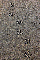 Tracks of a gull in sand near the shore of Koryaksky Nature Reserve, Karaginsky Island, Kamchatka, Russia.