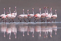 James&#39;s flamingo (Phoenicoparrus jamesi) Laguana Colorada, Eduardo Avaroa Andean Fauna National Reserve, Bolivia.