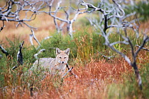 Patagonian grey fox (Lycalopex griseus) Los Glacias National Park, Argentina.