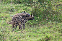 Striped hyena (Hyaena hyaena) mating in Nakuru National Park, Kenya.