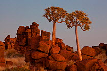 Quiver trees (Aloe dichotoma) at Giants Playground near the Quiver Tree Forest. Kootsmanshoop, Namibia.