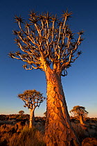 Quiver trees (Aloe dichotoma) at night, Quiver Tree Forest near Keetmashoop, Namibia