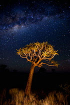 Quiver trees (Aloe dichotoma) at night, Quiver Tree Forest near Keetmashoop, Namibia