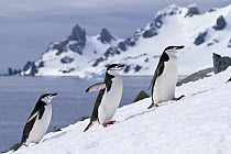 Chinstrap penguins (Pygoscelis antarcticus) coming ashore, walking in line, Half Moon Bay, Antarctica.