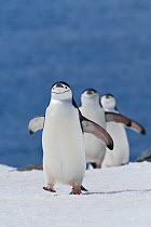 Chinstrap penguins (Pygoscelis antarcticus) coming ashore in line, Half Moon Bay, Antarctica.