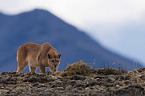Wild puma (Puma concolor) stalking Guanacos, Torres del Paine National Park, Chile.