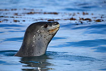 Leopard seal (Hydrurga leptonyx) spyhopping while hunting for Gentoo penguins in Gold Harbor Bay, South Georgia Island, Antarctica.