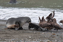Brown skuas (Stercorarius antarcticus) feeding on stillborn Southern fur seal (Arctocephalus forsteri) pup, mother holding on to pup. Ocean Harbor, South Georgia Island, Antarctica.