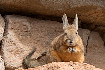Viscacha (Lagostomus maximus) Altiplano Desert, Bolivia.