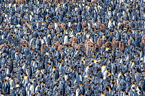 King penguin (Aptenodytes patagonicus) breeding colony, Salisbury Plain, South Georgia.