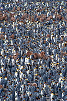 King penguin (Aptenodytes patagonicus) breeding colony, Salisbury Plain, South Georgia.