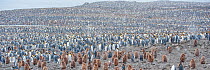 King penguin (Aptenodytes patagonicus) breeding colony, Salisbury Plain, South Georgia. Snow shower.