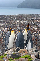 King Penguin (Aptenodytes patagonicus) colony at Salisbury Plain, South Georgia.   View down on the vast numbers.